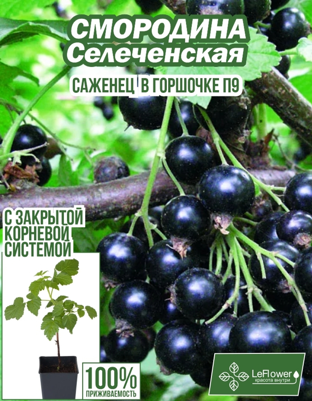 Саженец, Смородина, Селеченская