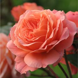 Бельведер (Belvedere)