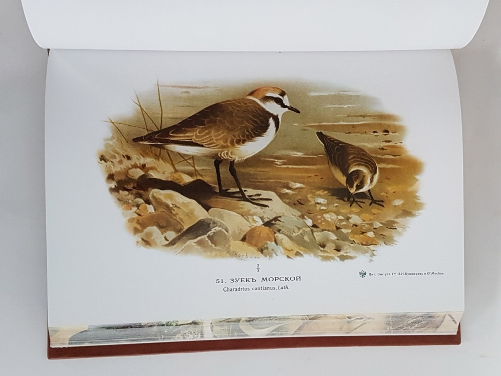 Подарочная книга "Охотничьи и промысловые птицы Европейской России и Кавказа". М.А. Мензбир