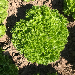 ЭКЗАКТ семена салата саланова (Rijk Zwaan | Alexagro)