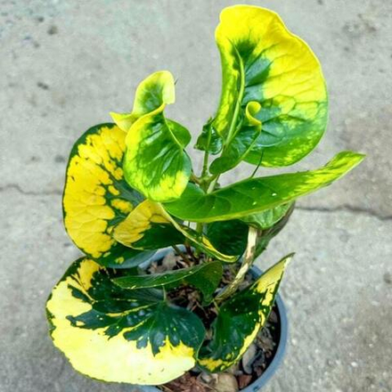 Кротон CHARMING MORNING – SANE CHAN