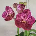 Ванда V KULWADEE FRAGRANCE *DR ANEK BITZ #135