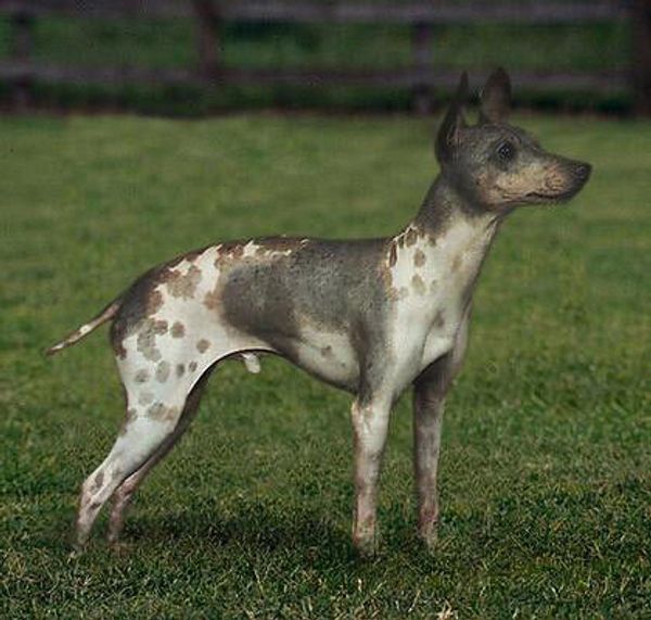 Американский голый терьер Американский голый терьер