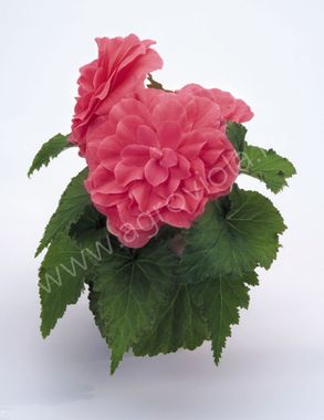 S2341 Бегония клубневая Nonstop Pink 5шт.