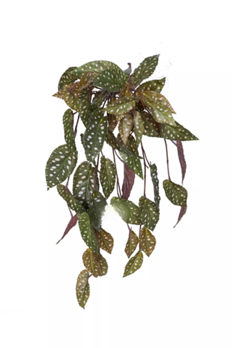 Бегония Макулата ампельная