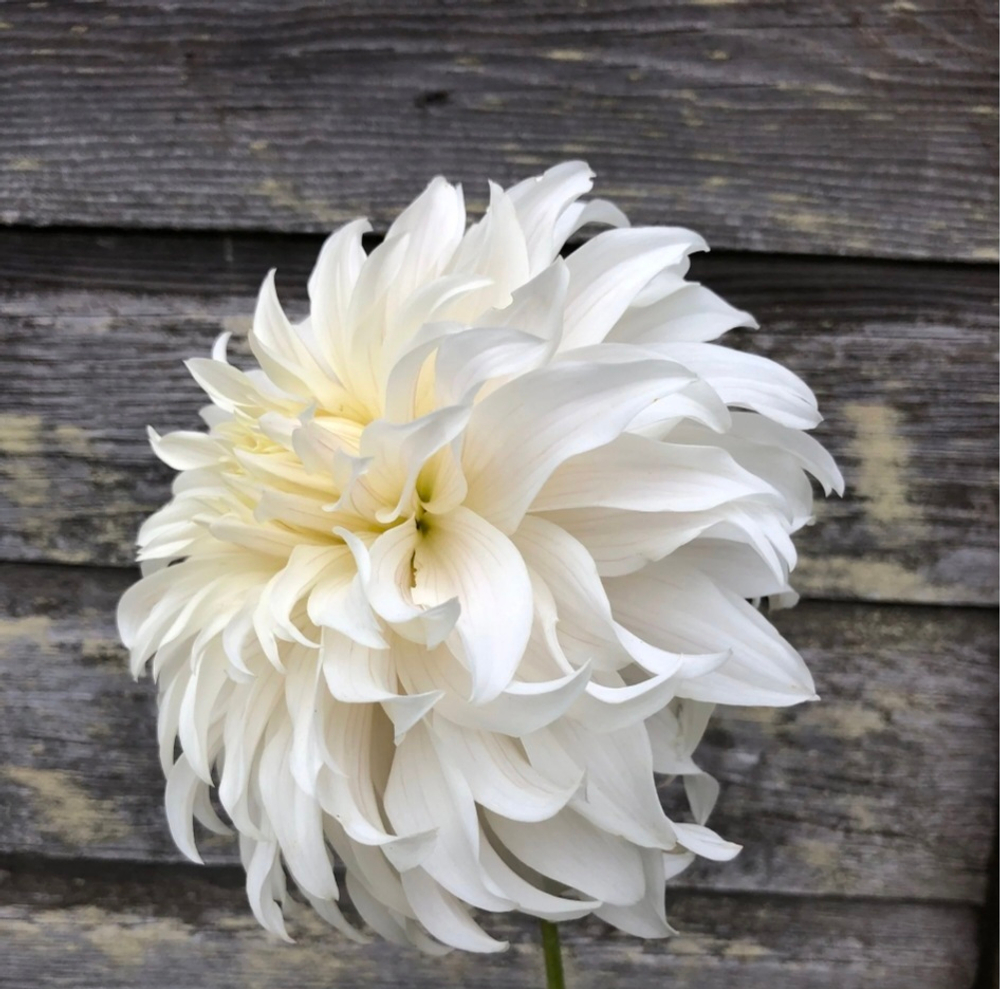 Георгин Винс Гоусти (Wyn’s Ghostie)