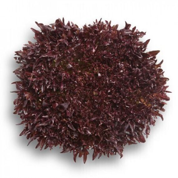 ТРИПЛЕКС семена салата Rijk Zwaan культура