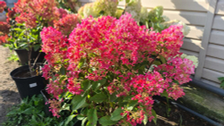 Гортензия метельчатая Литтл Рози Р9 Закупка М59 апрель 2026