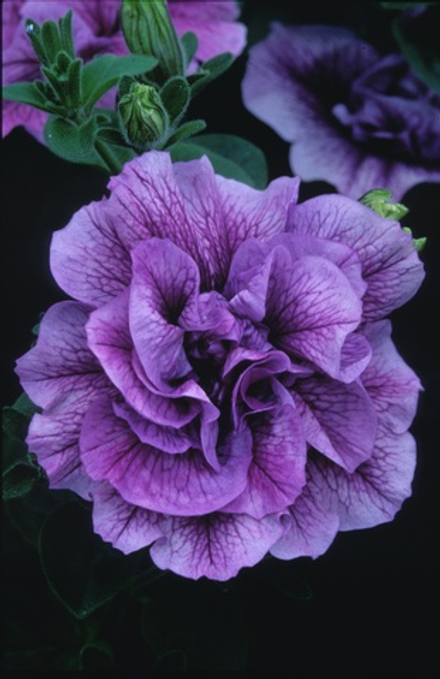 ЕВРО Petunia TUMBELINA Vanessa/ Priscilla неукор черенок ноябрь 2025