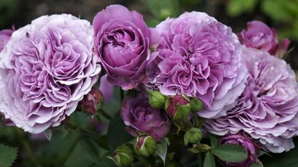 Роза Лавендер Айс