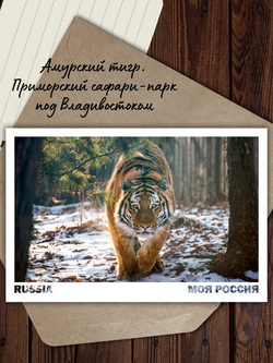 Моя Россия. Звери