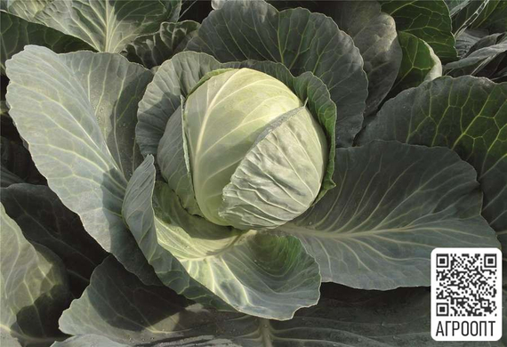 Пассат F1 семена капусты белокочанной (Bejo / Бейо) продукт – фото 2