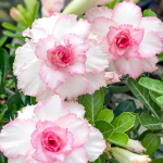 Адениум PINK MILE