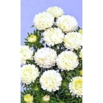 Семена Астра пионовидная Дюшес белая (УД) Е/П