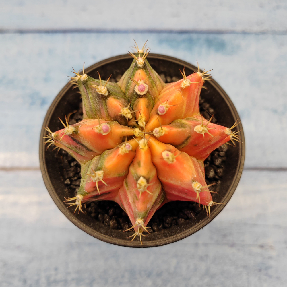 Gymnocalycium Variegata (Гимнокалициум Вариегатный)