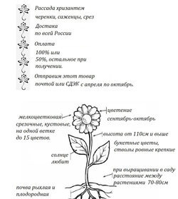 Хризантема кустовая, одноголовая White Sheena ☘🌻 к.39 (отгрузка  Сентябрь)