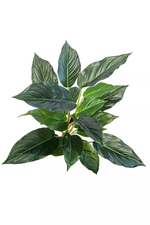 Аглаонема (24 листа)