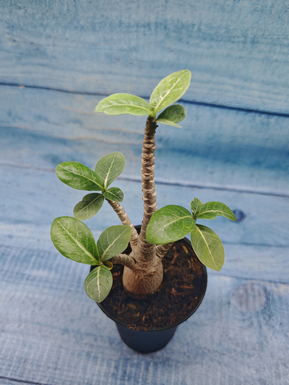 Adenium Baobab (Адениум)