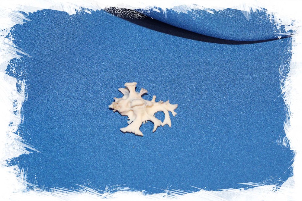 Коллекционная Ракушка Мурекс замбо (Homalocantha zamboi)