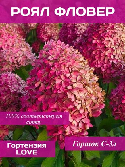 Роял Фловер гортензия метельчатая