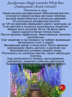 Дельфиниум Лавандовый с белой пчелкой Lavender White Bee
