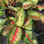 Аглаонема SUNLIGHT