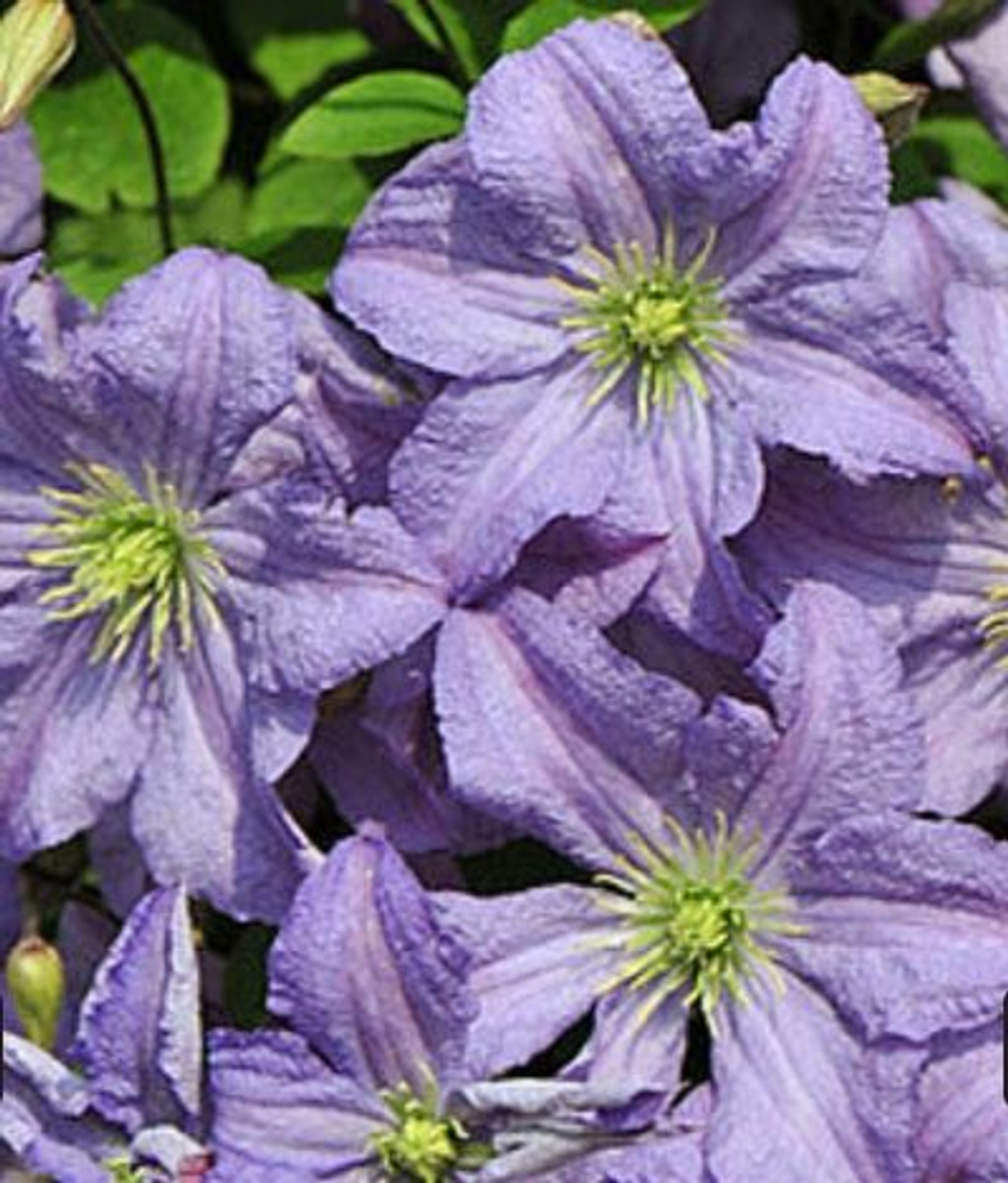 Клематис Принц Чарльз С2