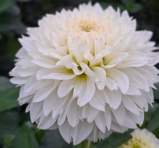 Георгин Фата