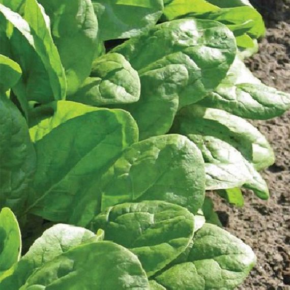 КЛИППЕР F1 семена шпината Sakata отзывы