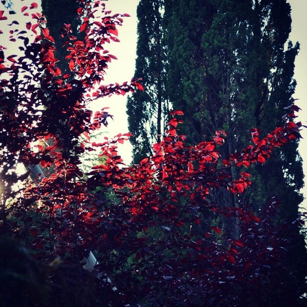 Грифон