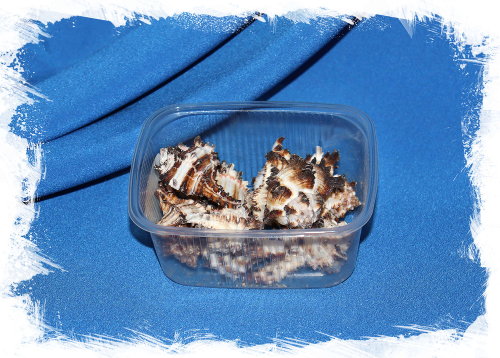 Декоративные ракушки Мурекс Индивия (Murex indivia)