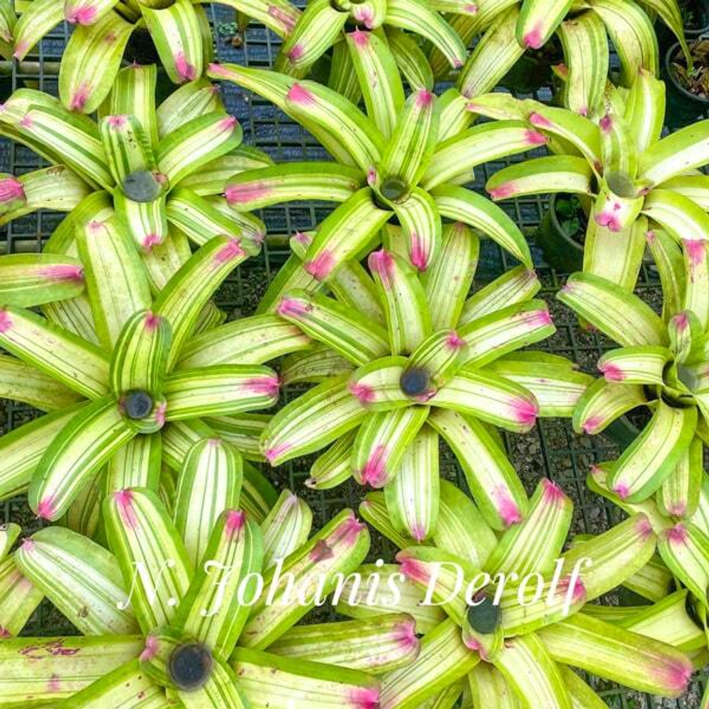 Неорегелия TOHANIS DEROLF