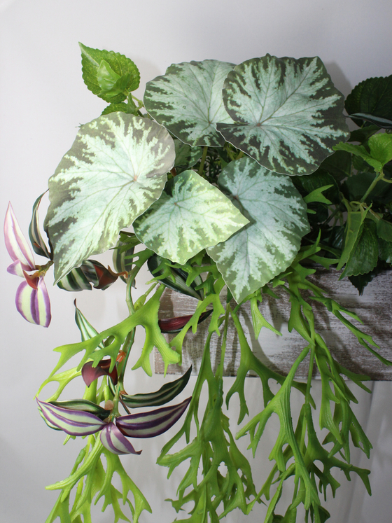 Искусственные растения Олений Рог с Традесканцией в подвесном кашпо