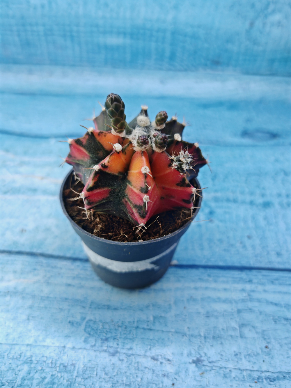 Gymnocalycium Variegata (Гимнокалициум Вариегатный)