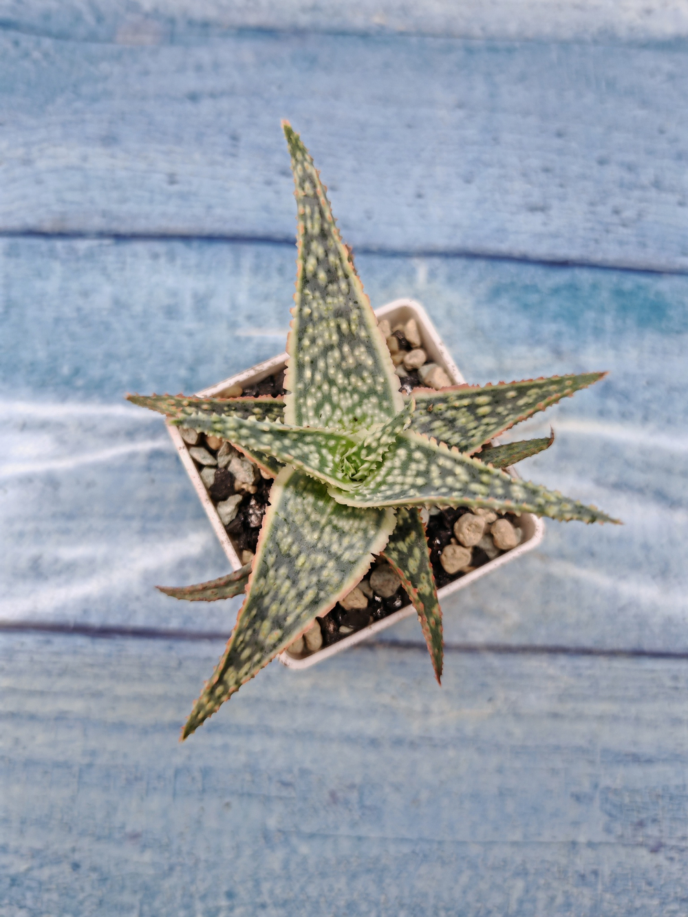 Aloe Carola (Алоэ)