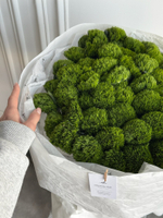 Моно букет из диантусов сорта Грин трик 51 шт