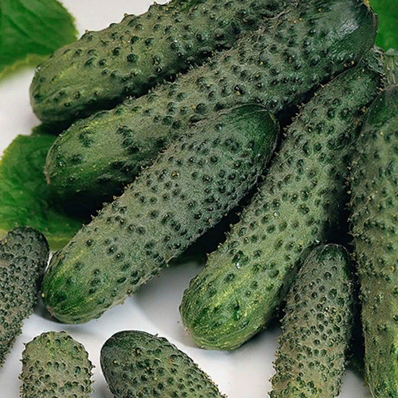 ПАСАЛИМО F1 семена огурца Syngenta описание – фото 4