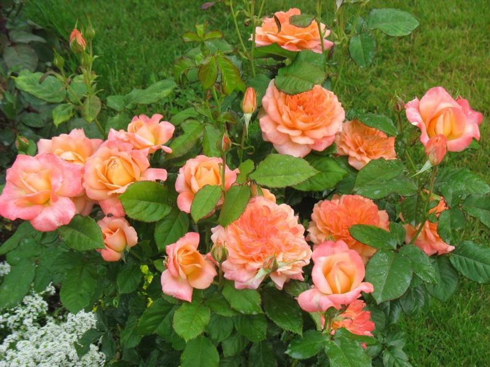 Самаритан (Samaritan)