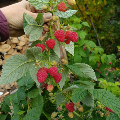 Малина ремонтантная Халлей