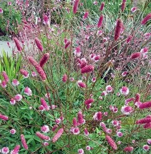 Кровохлёбка лекарственная Пинк Танна С2 Закупка М39 июнь 2026