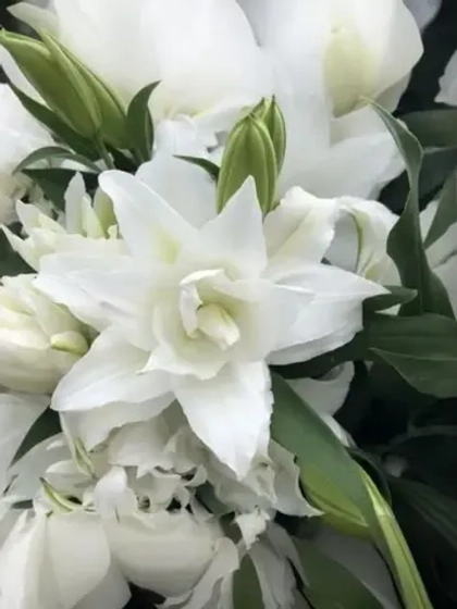 Лилия Анжела (махровая серия «Роузлили»)