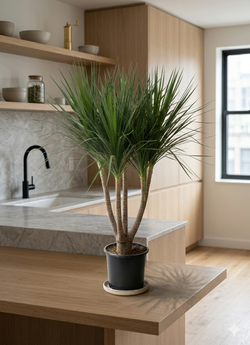 Драцена angustifolia Dragon's Blood Tree д.30