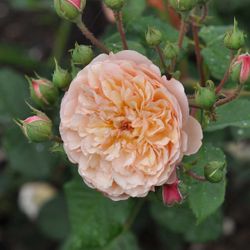 Эвелин (Evelyn)