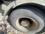 МАЗ 5440 4x2 Седельный тягач 544028-520-031 (Дизельный, 11,6 л, 423 л.с., МТ)