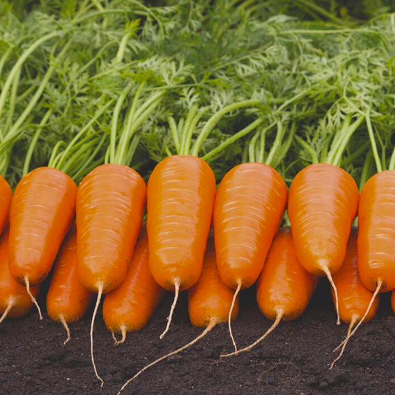 Кюрасао F1 семена моркови курода/шантане (Bejo / ALEXAGRO) культура – фото 4
