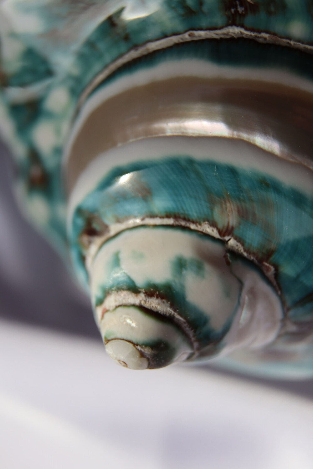 Турбо империалис полированный по спирали