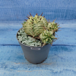Euphorbia meloformis f. Variegated (Эуфорбия вариегатная)