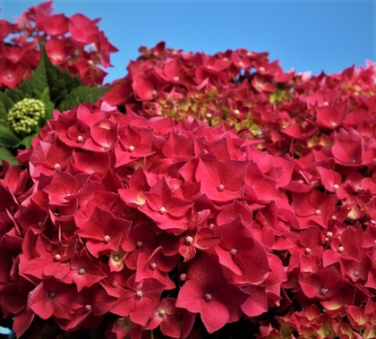 Гортензия крупнолистная Лейхтфейер; Люцифер; Leuchtfeuer