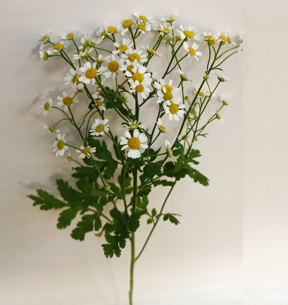 Танацетум (ромашка)