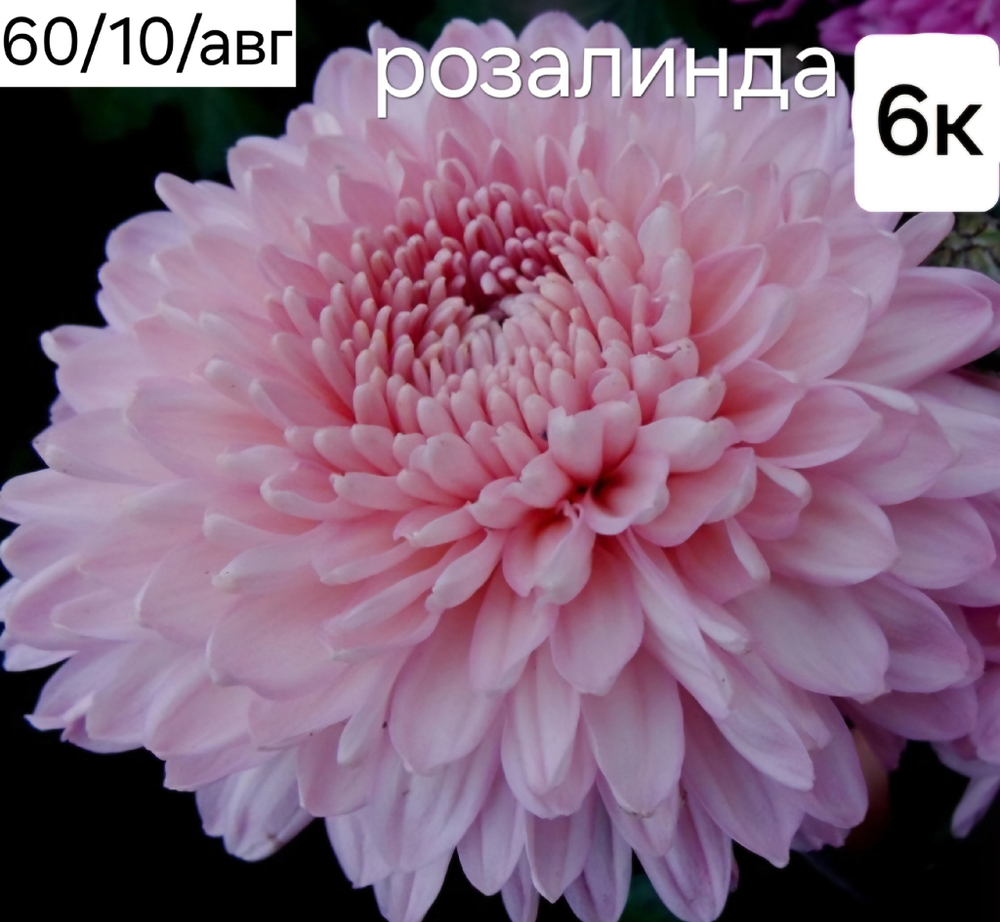 РОЗАЛИНДА №6 ХРИЗАНТЕМА КОРЕЙСКАЯ